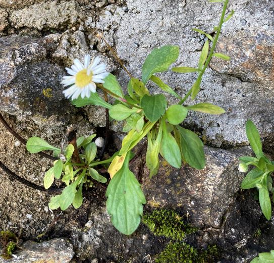 Mauerblümchen Ausschnitt