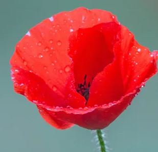 Mohn Dagmar